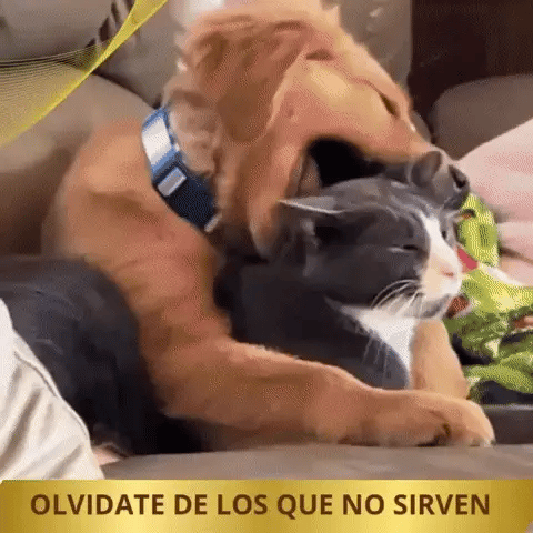 Guante arranca pelo de 🐈 mascotas